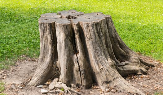 Measure a Stump