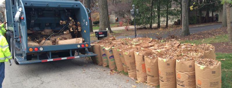 Stump Grinding Debris