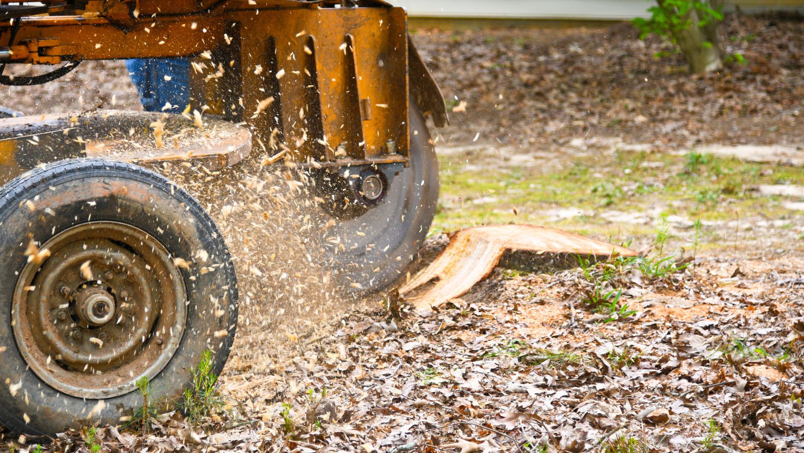 Read more about the article What to Do with Stump Grinding Debris