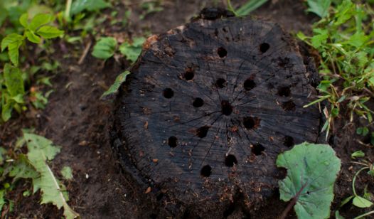 Remove a Tree Stump