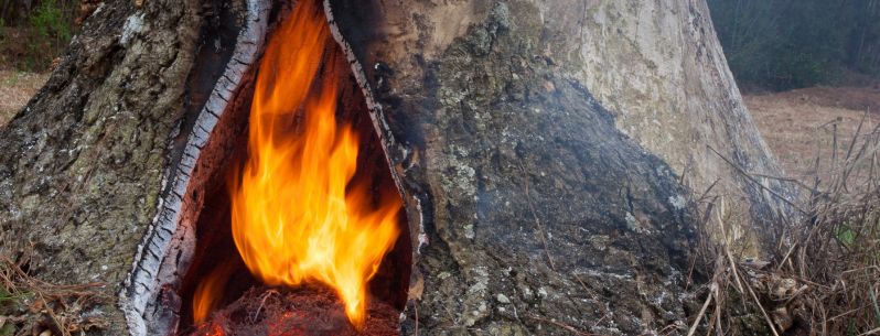 Remove a Tree Stump