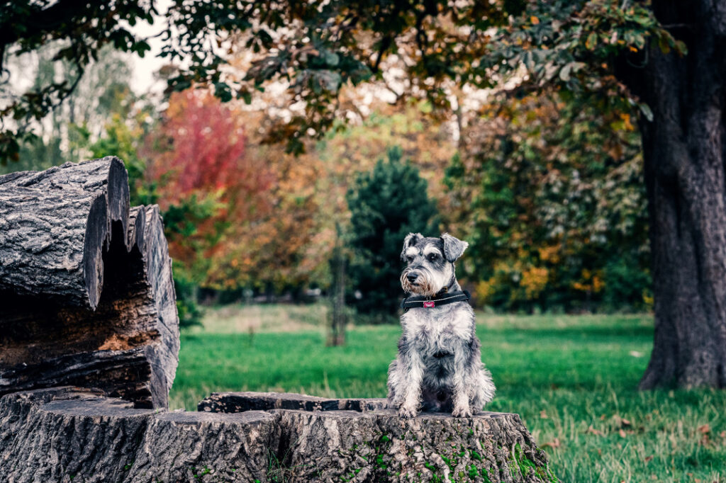 Remove a Tree Stump